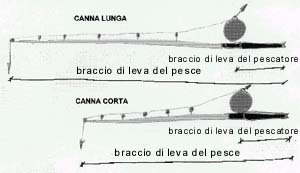Confronto fra i bracci di leva di una canna lunga e di una canna corta