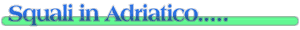 Squali in Adriatico: Che Fare